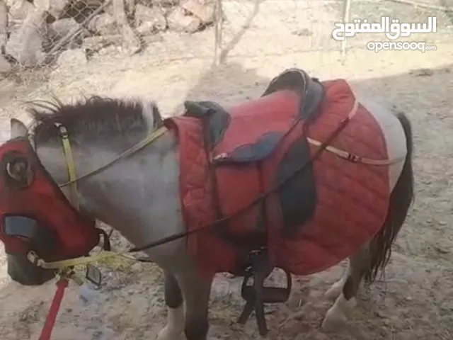 للأيجار بوني لجميع مناطق الكويت