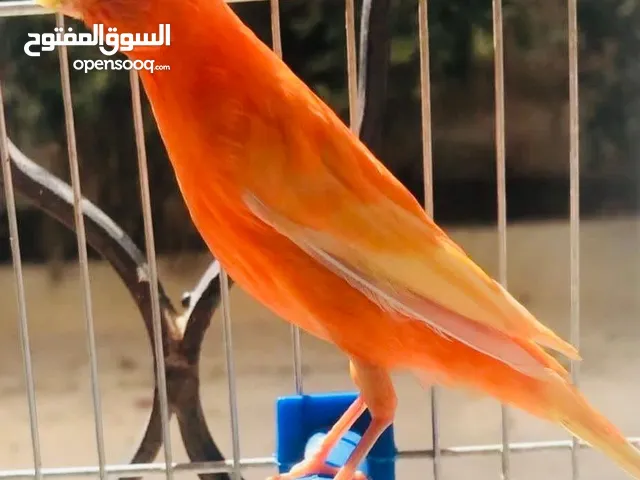 كناري الماني