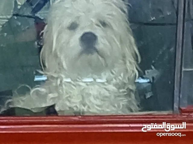 كلب فرنسي مدرب كامل عمرو سنه ذكر موالف للجميع