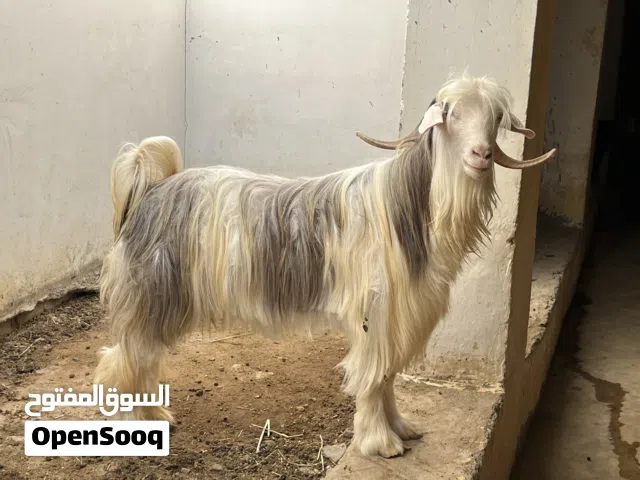 للبيع تيس الرحبي أقرأ الوصف