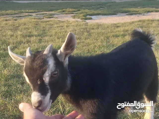 تيس تشيكي ربوه عمره شهرين ونص