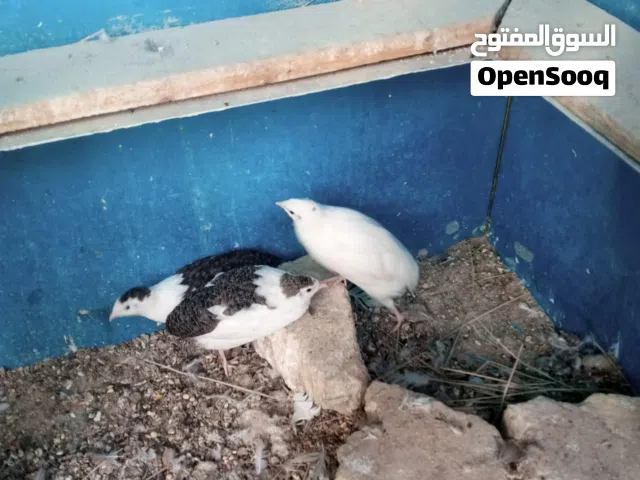 سمان عدد 3 لون كلش حلو