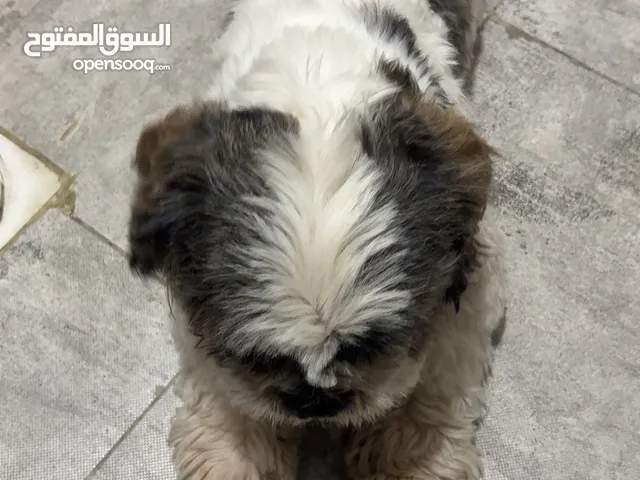 شيتزو عمر 8 شهور
