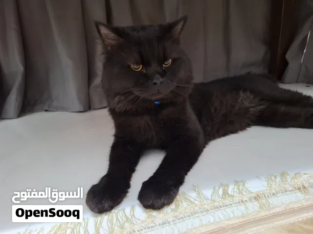 قط تركي للتبني