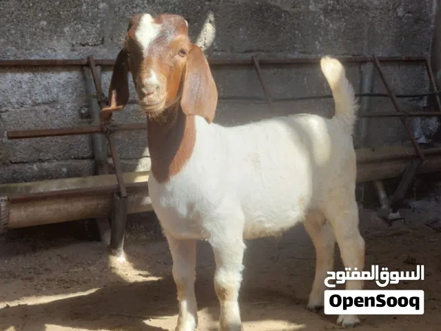تيس بورقوت بيور وصنف وشي فاخر للبيع .. فرصه ماتتكرر