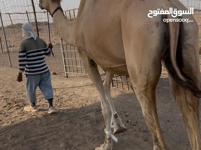 اضاحي فول سمنه