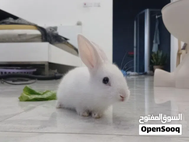 للبيع ارنب