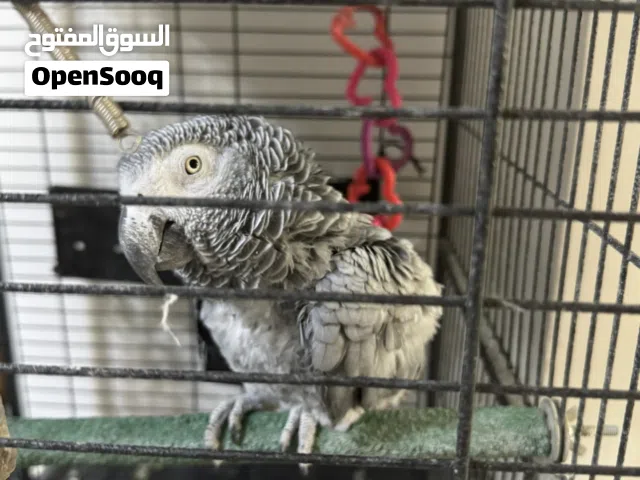 كاسكو اليف