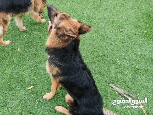 كلب حراسة جيرمن ورك لاين لونج هير للبيع(للجادين)فقط