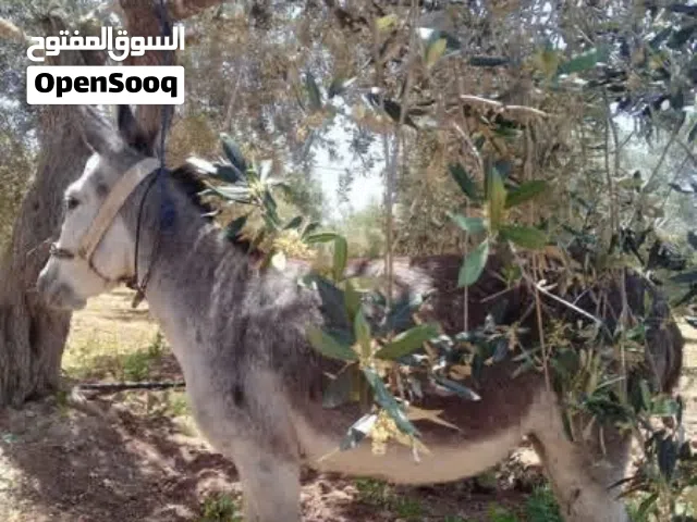 حمار احرمكم الله لاقوه الا بلله  السعر 500 ونساعدو الشراي
