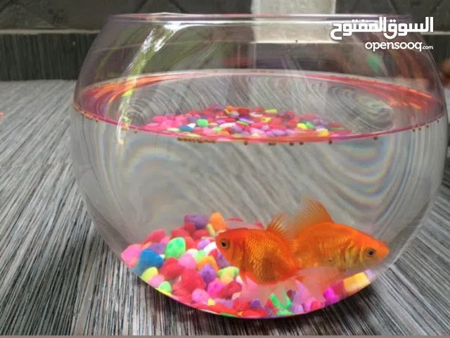 اسماك الجولد فش