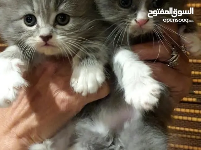 بيرشن بلو وايت العمر شهرين بسعر حرق