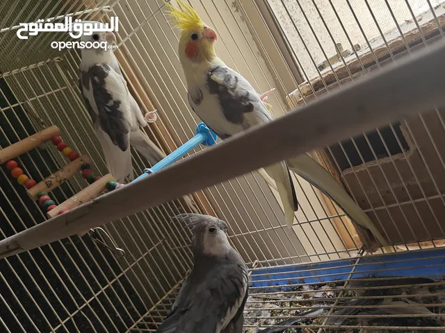 COCKTAIL AND AFRICAN OPLINE LOVE BIRDS