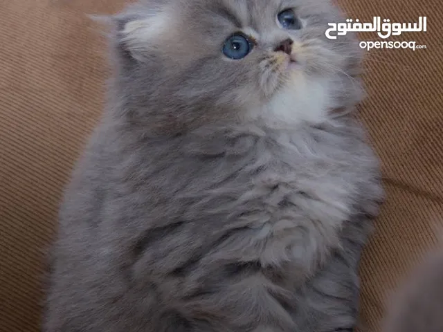 مطلوب قطه لل تبني