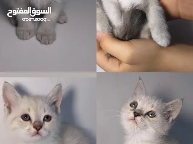 قطط للتبني عمر شهرين وبصحة ممتازة