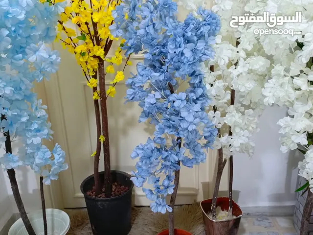 أشجار لوزيات أغصان طبيعي