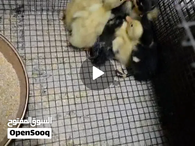 للبيع بط مصري خمسه واحد ثلاثه  صفرين اربعه تسعه سبعه