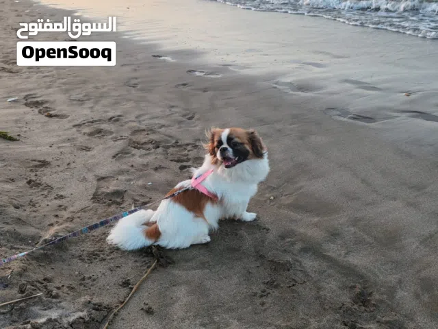 كلب ذكر بيكينز