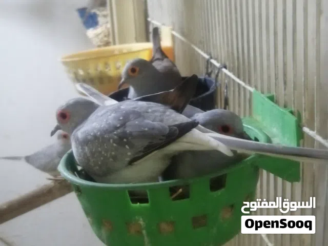 بيع مستعجل حمام ملكي جواهن افراخ وبيض التفاصيل بالوصف