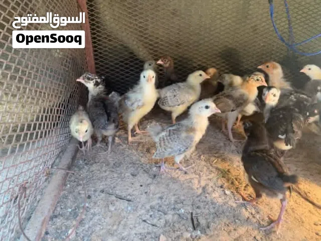 عمر 25يوم ومحصنات