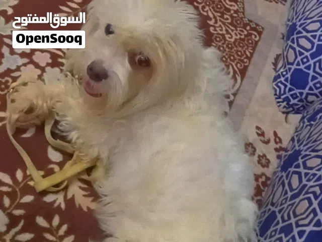 للبيع كلب اليف شيتزو أنثى 200الجاد براعيه في السعر