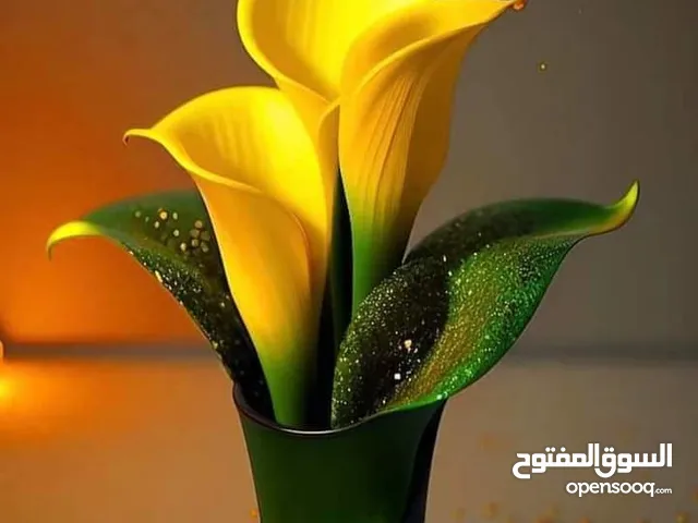 توصيل موظفين وموظفات إلى جميع أنحاء الكويت التزام ودقه وأمانه التزام شهري وأسعار منافسه
