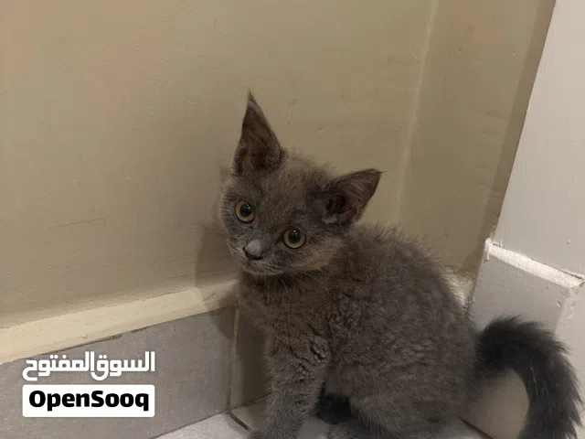 قطه هجين سكوت 350