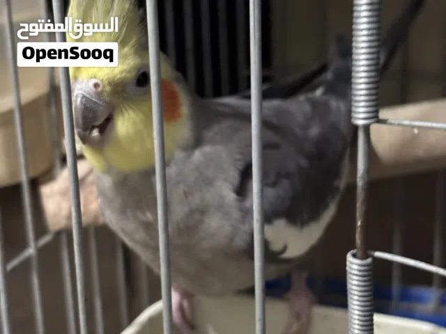 ذكر كوكتيل