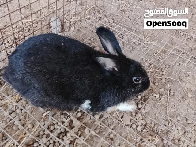 ذكر ارنب اسود للبيع
