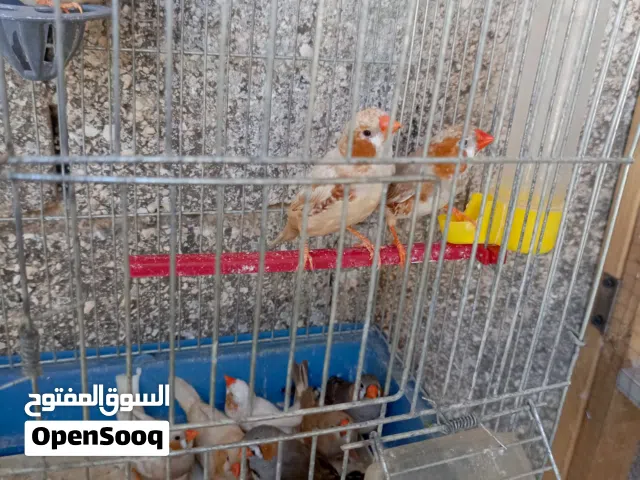 فنجز هاف اورنج