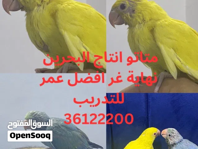 متاتو نهاية غر متعلمين