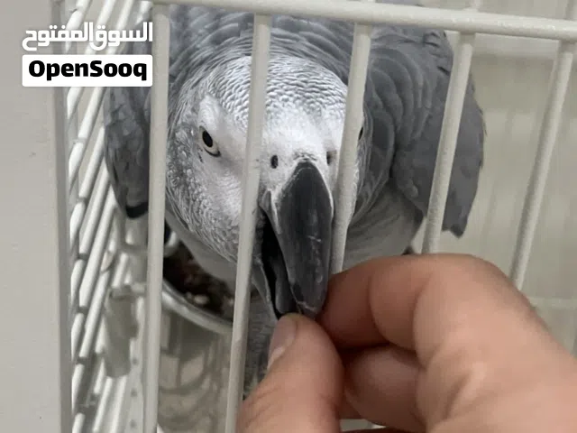 بقبقاء أليف بيت يتكلم للبيع