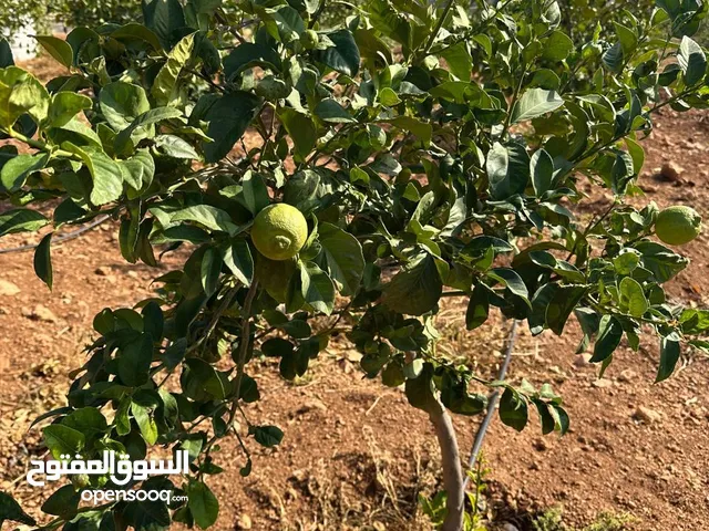 1000 شجرة مثمرة للبيع – ليمون، بوملي، وبرتقال بجودة عالية