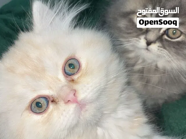 بسس كتن بسعر حرق