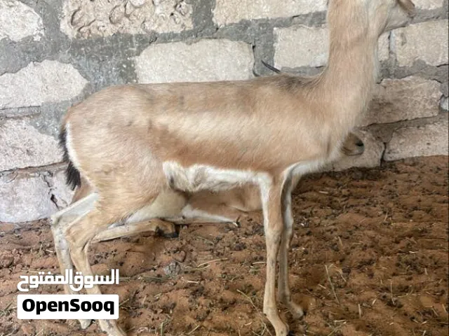 جدي غزال للبيع