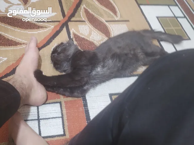 قطط زينه للبيع هادئه و لعوبه