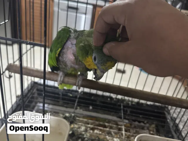 ببغاء أمازون اورانج وينج