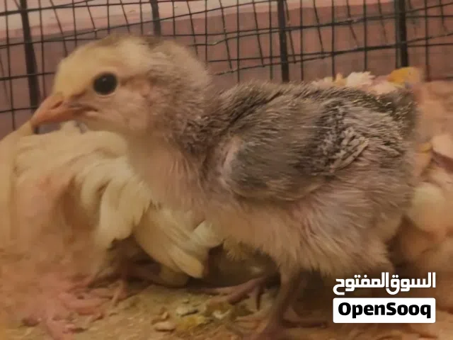 صيصان فيومي كلاسيك دجاج للبيع