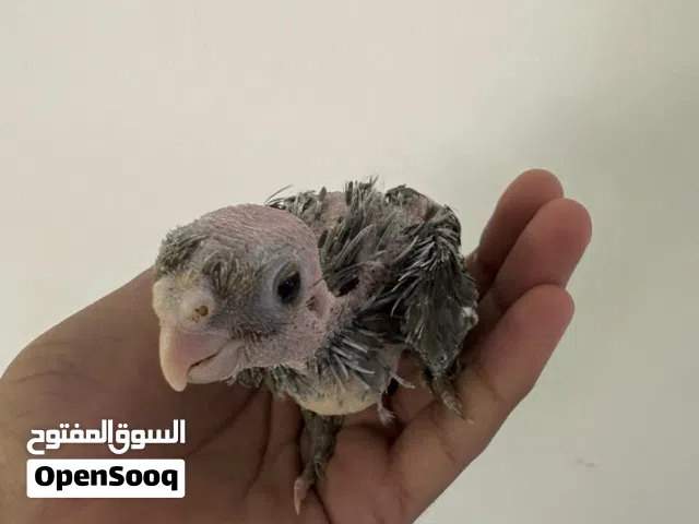 فرخ كوكتيل