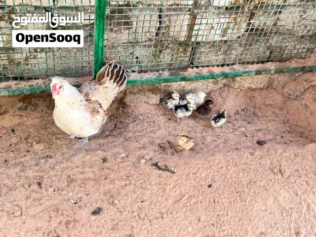 سلام عليكم