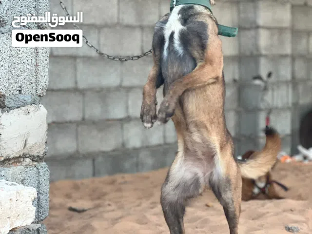 اقراء الوصف