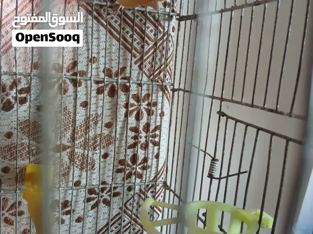 ذكر كنار جزري مقنبر حبه نخب