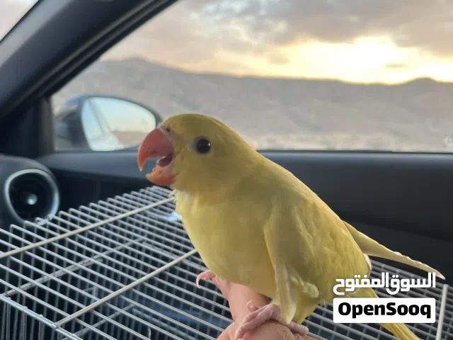 ببغاء درة هندي خوصه 2026 مروض وبصحه ممتازة