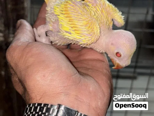 انتاج البحرين البينو اصفر
