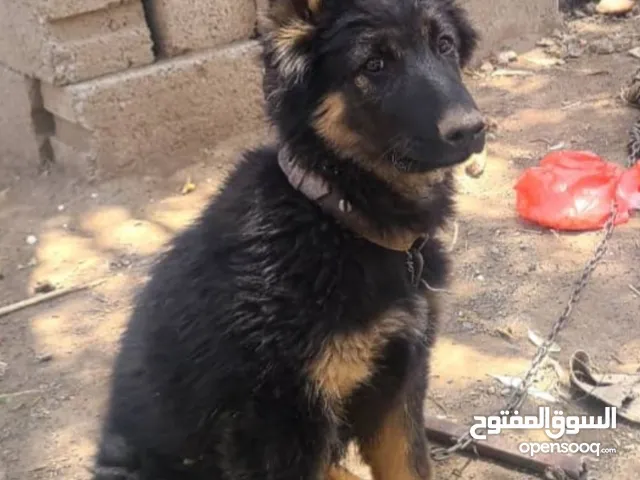 لعشاق الاصل والملكي ذكر جرمن اصل وبيور من المعدوم فاخر من الاخر