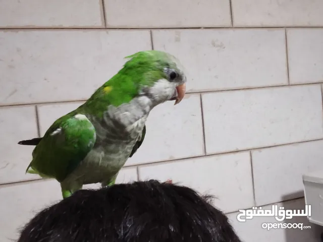 ببغاء كويكر أليف جدا للبيع او بدل على جوزين روز مش اليفات أو كنار