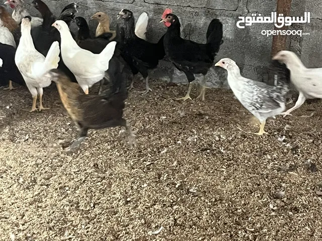 دجاج عماني بالجملة من 20 حبة فمافوق