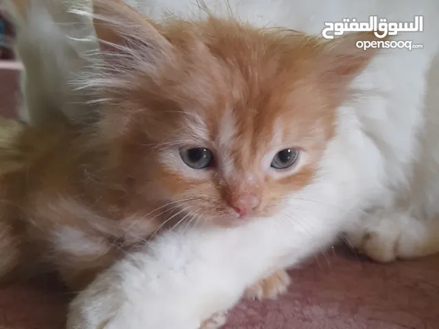 قطط شيرازي