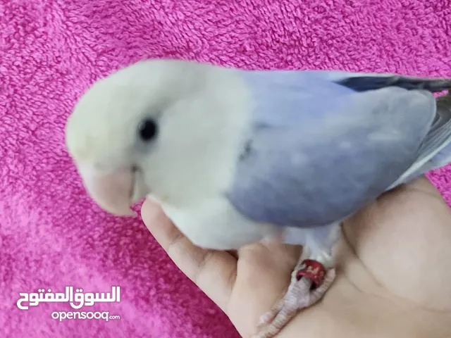 روز اليف مناسب للصغار والكبار