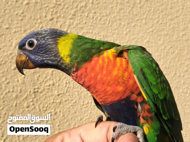 Rainbow Lory fully hand tamed